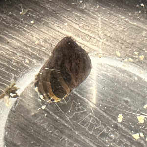 don : Pomacea bridgesii