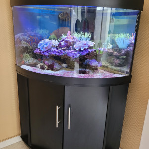 aquarium d angle complet eau de mer trigon 190 litres