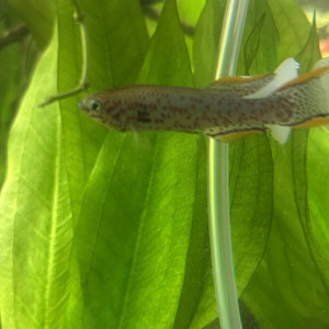 Offre un mâle FUNDULOPANCHAX NIGERIANUS