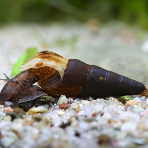 Escarogts Melanoides tuberculata