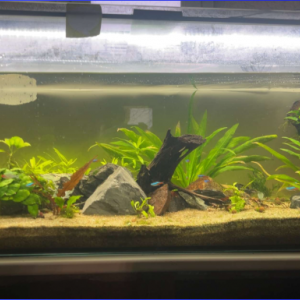 aquariums 300 L