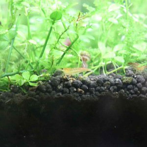Crevettes  orangé jaune