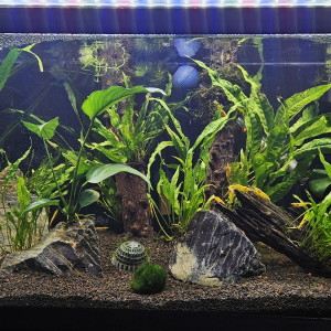 Aquarium 70L - Colonie Néocaridina