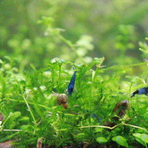 crevettes bleu non uniforme