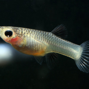 Guppys endler