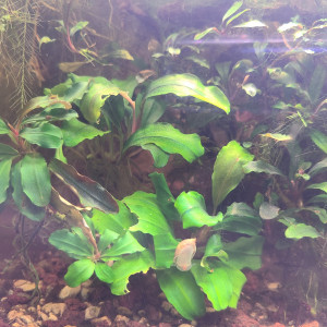 Publication de laurent-galichet