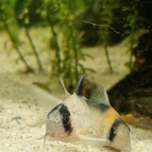 Publication de Catalpa