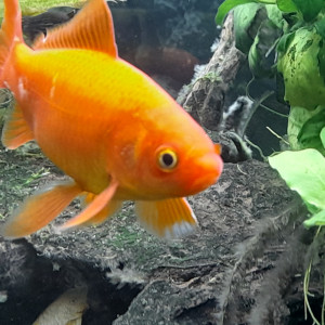 Poissons rouge née en bassin