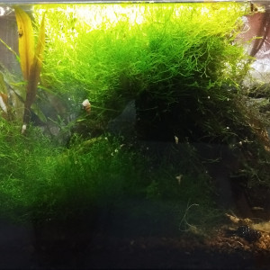 Publication de Olivier1977