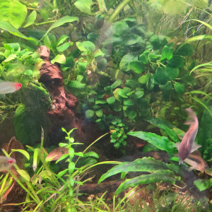 Publication de laurent-galichet