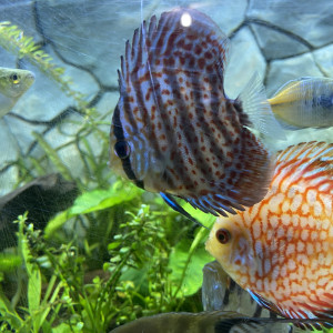 Recherche couple discus