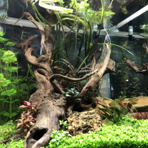 Publication de Gulliver