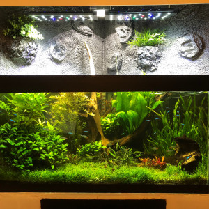 Publication de Gulliver