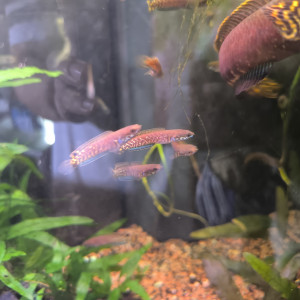 Publication de Mojogi