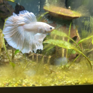 Publication de Leonard070612