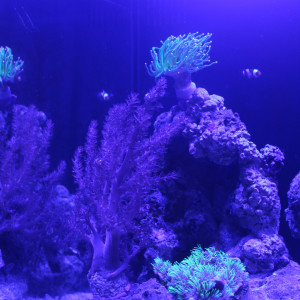 Publication de Sokaris