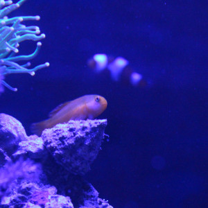 Publication de Sokaris