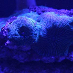 Publication de Sokaris