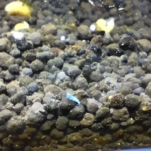 Publication de Olivier1977