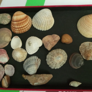 Lot de coquillages