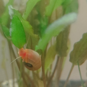 Publication de littleoph