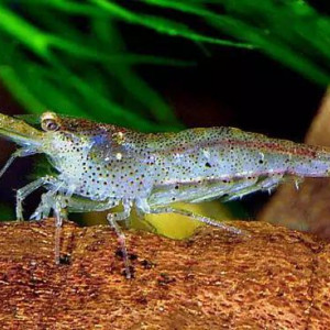 Crevettes Malawa mini japonica