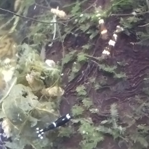 Publication de Olivier1977