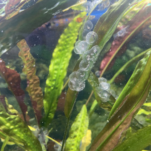 Publication de Cass66