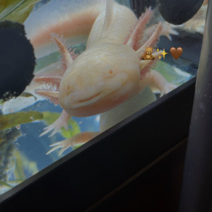 Publication de Cass66