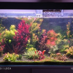 Ma Liste Plantes pour aquarium