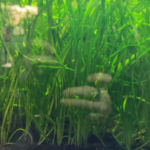 Sagittaria subulatta