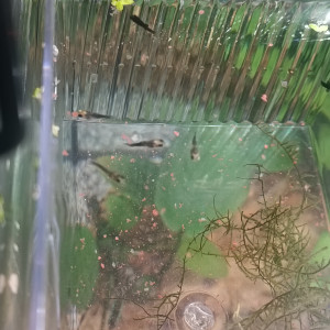 Alevins black  Molly et autre couleur indéterminée