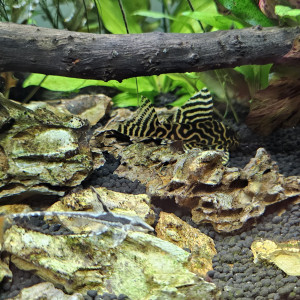 Publication de Jordix7