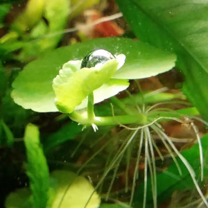 Publication de STK54