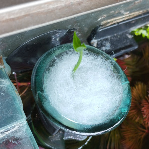 Publication de Olivier1977