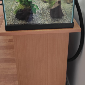 Poisson molly bébé