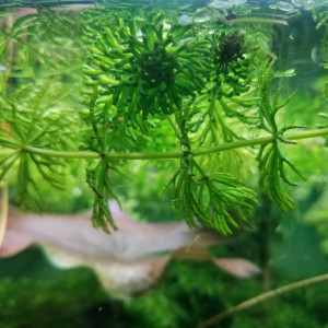 Ceratophyllum demersum