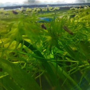 Publication de Orion07