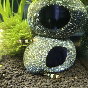 Publication de StephL