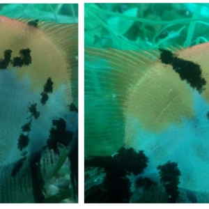 Publication de gloups