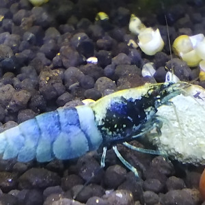 Publication de Olivier1977