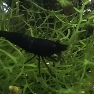 Publication de Olivier1977