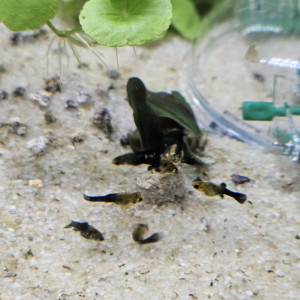 Poissons molly