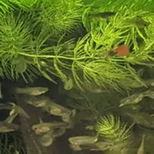 Guppys