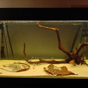 Publication de vv091v