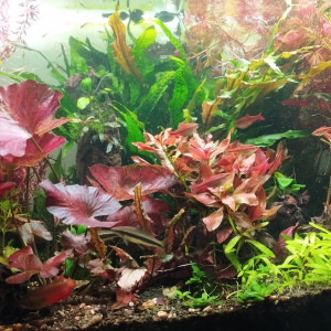 Publication de Olivier1977