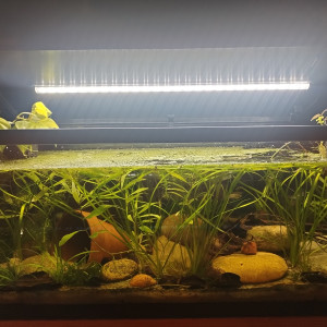 Publication de Orion07