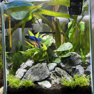 Cube Aquatlantis 31 Yuki betta halfmoon mustard gas