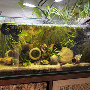 Publication de MamZ-L94