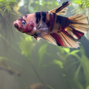 Publication de MamZ-L94